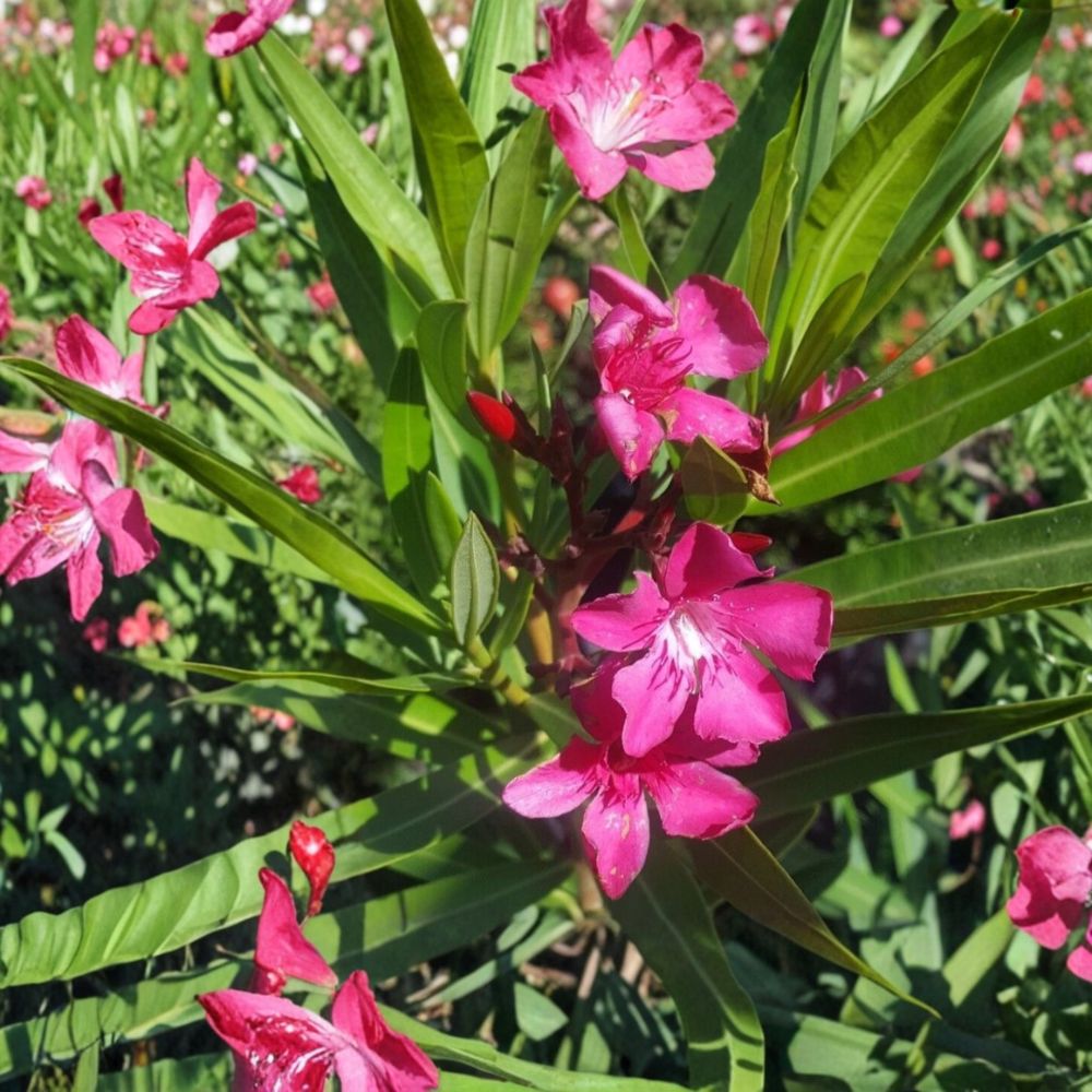 Pink Oleander – Nerium oleander Live Plant | 2 Gallon Size | Pink Flowering Evergreen Shrub | Includes Root-Wrapped Plant | Hedge & Landscape Friendly | Easy to Grow