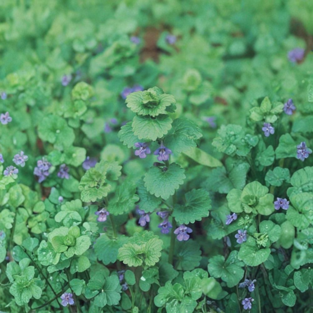 Creeping Charlie Live Vine Plants – 10 Rooted Plants | Glechoma hederacea Evergreen Ground Cover | Fast Growing