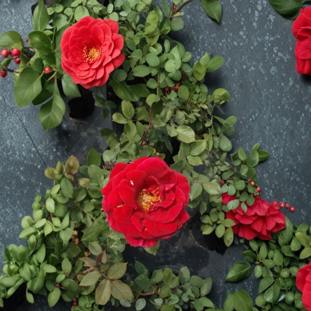 Mr. Lincoln Rose – Rosa Hybrid Live Plant | 2 Gallon Size | Deep Red Hybrid Tea Rose | Includes Root-Wrapped Plant | Fragrant Garden Favorite | Easy to Grow
