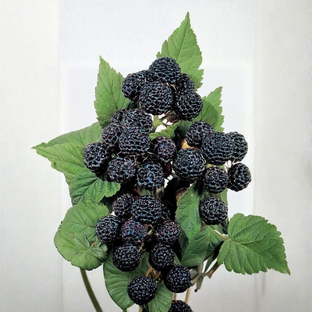 Jewel Black Raspberry – Live Rooted Starter Plant | Bare Root | Midseason Fruiting | Self-Pollinating | Zones 4–8
