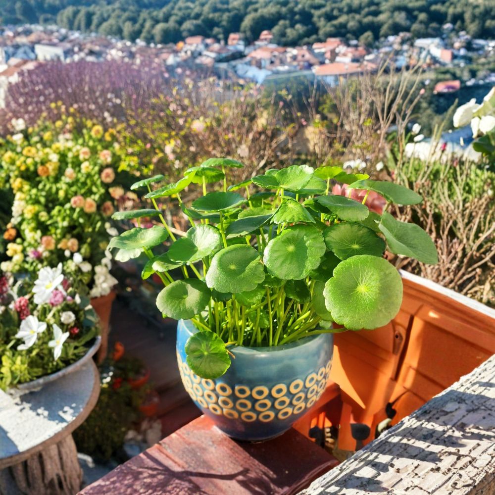 Hydrocotyle vulgaris (Chinese Money Plant) – Hydrocotyle vulgaris Live Rooted Plants | 10–20 Inches | Outdoor Pond & Ground Cover