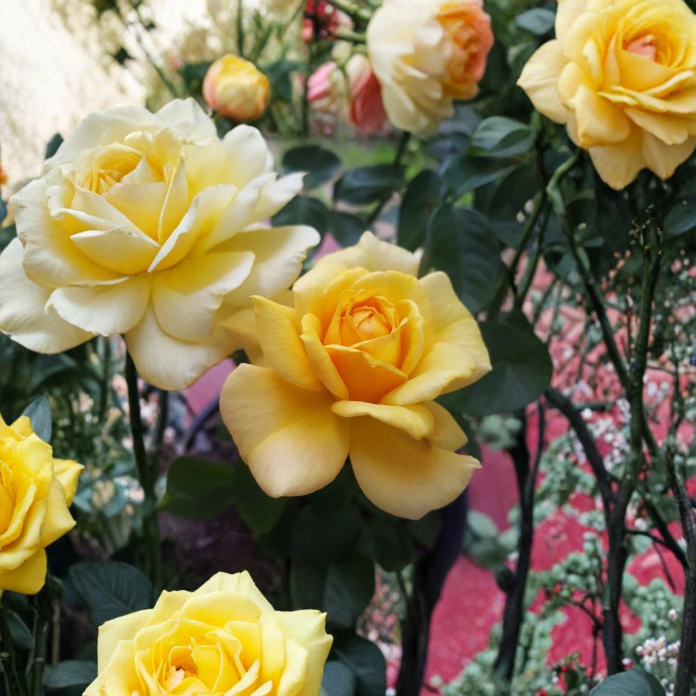 Sunsprite Floribunda Rose – Rosa Hybrid Live Plant | 2 Gallon Rose Bush | Deep Yellow Blooms | Fragrant Flowering Shrub | Two-Year-Old Field Grown Plant