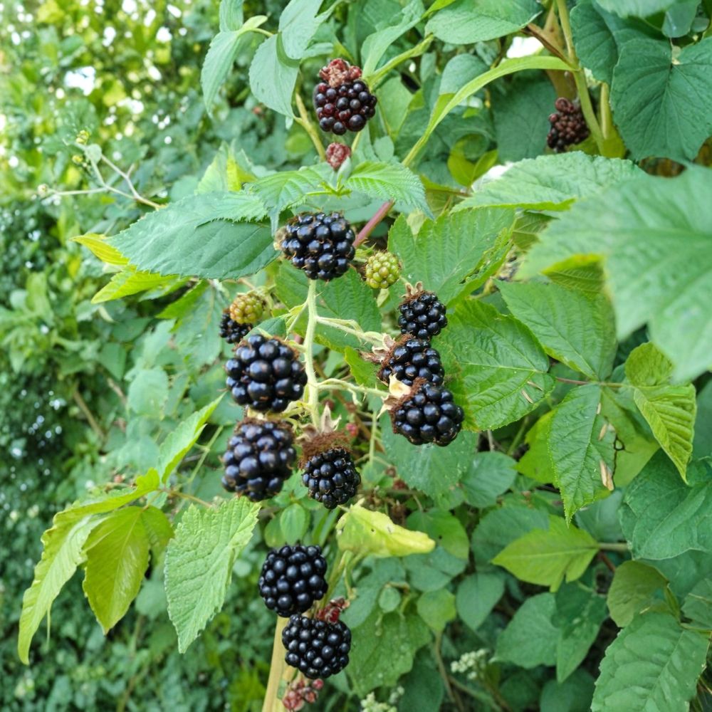 Himalayan Blackberry – Rubus armeniacus Live Bare Root Plants | Set of 3 Rooted Canes | 10–15 Inches | Hardy Fruiting Berry Plant