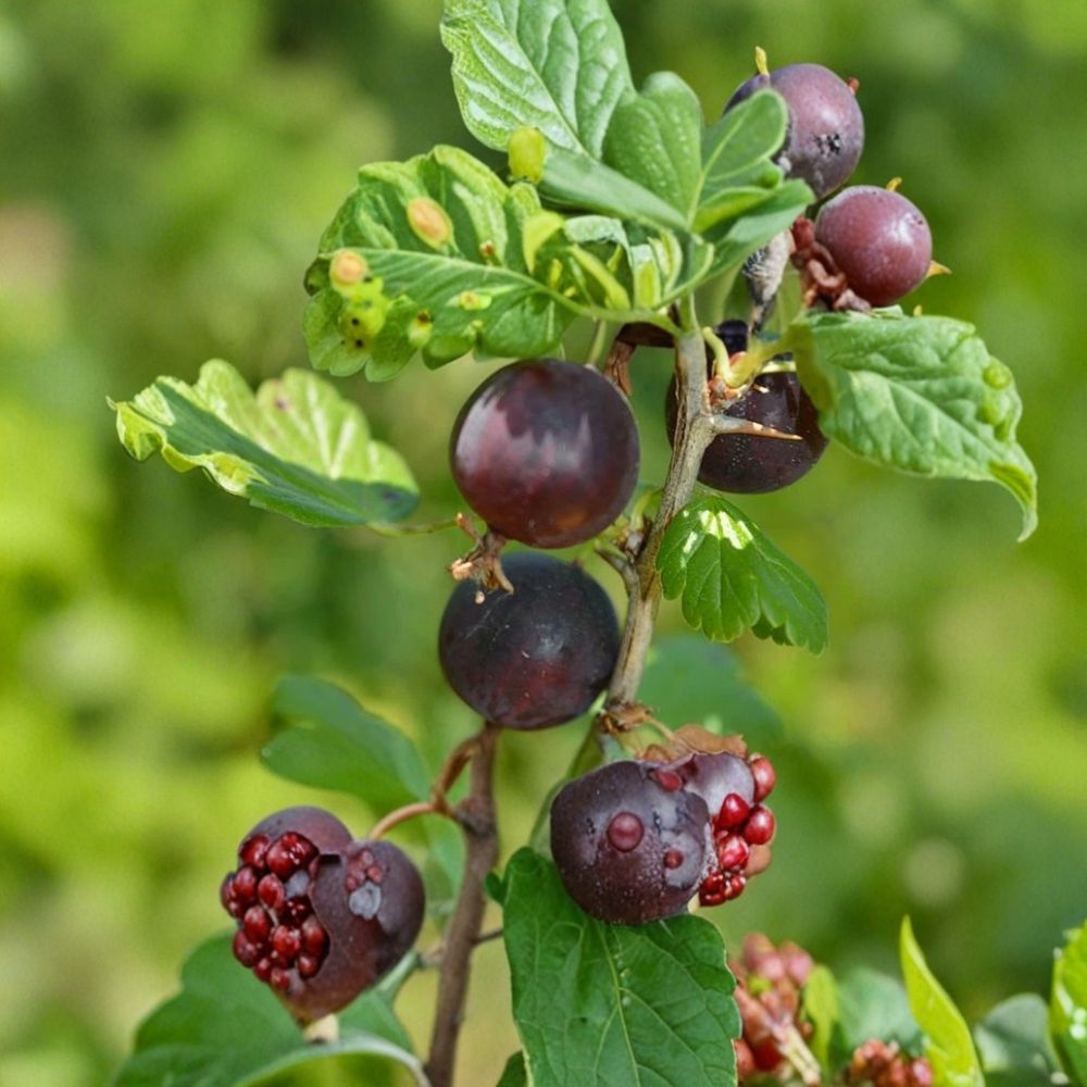 Jostaberry – 12 Fresh Unrooted Cuttings | Ribes × nidigrolaria | Gooseberry & Black Currant Hybrid | Propagation Ready