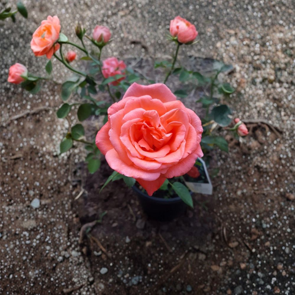 Tropicana Hybrid Tea Rose – Rosa Hybrid Live Plant | 2 Gallon Rose Bush | Vibrant Orange Blooms | Fragrant Flowering Shrub | Two-Year-Old Field Grown Plant