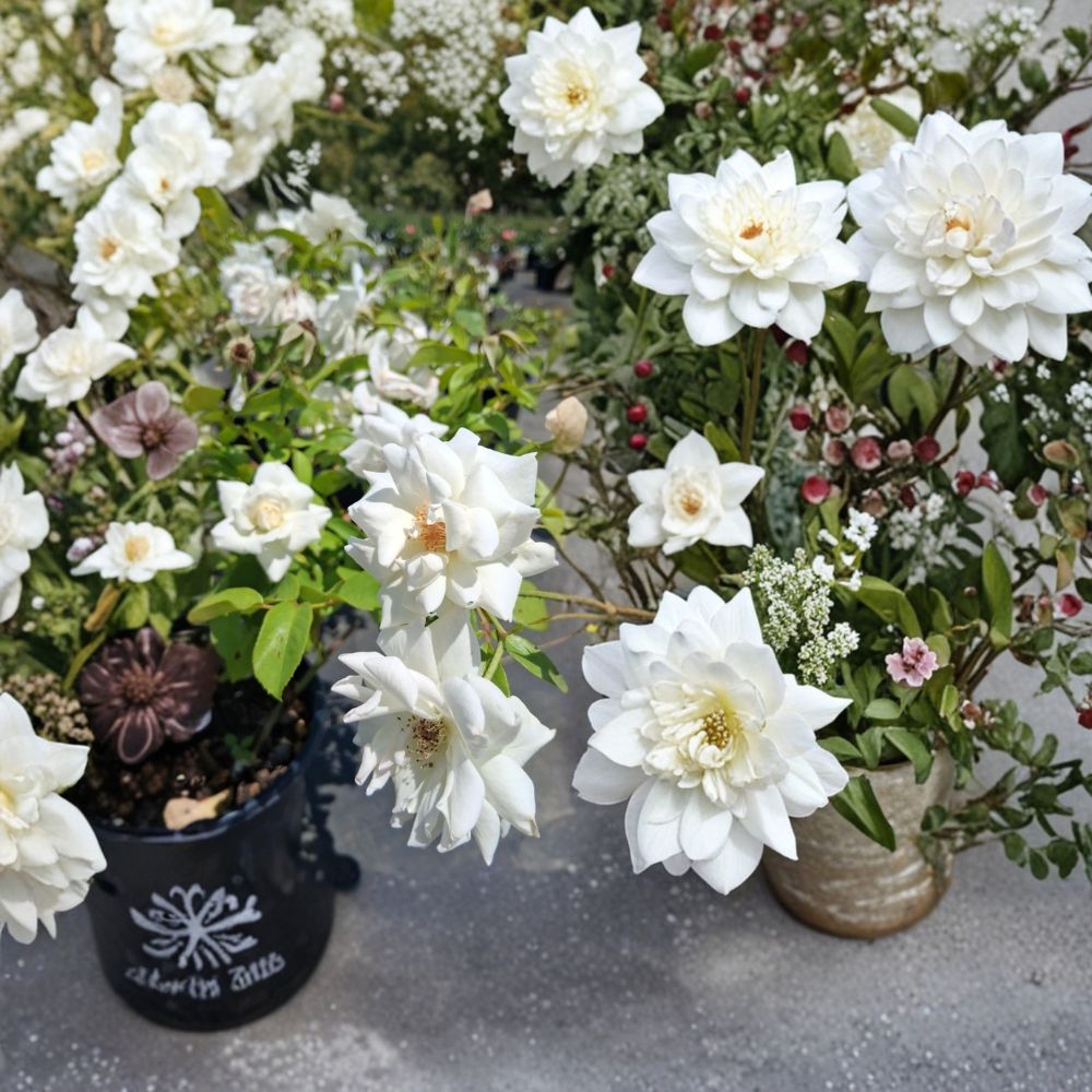 Iceberg Floribunda Rose – Rosa Hybrid Live Plant | 1 Gallon Size | Pure White Floribunda Rose | Includes Root-Wrapped Plant | Repeat Bloomer | Easy to Grow