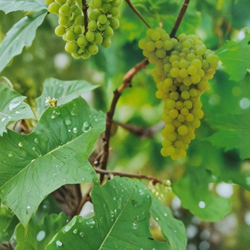 Lakemont Seedless White Grape Vine – Vitis vinifera Live Plant | 3 Gallon Size | Self-Fertile Table Grape | Sweet Seedless White Grapes | Easy to Grow
