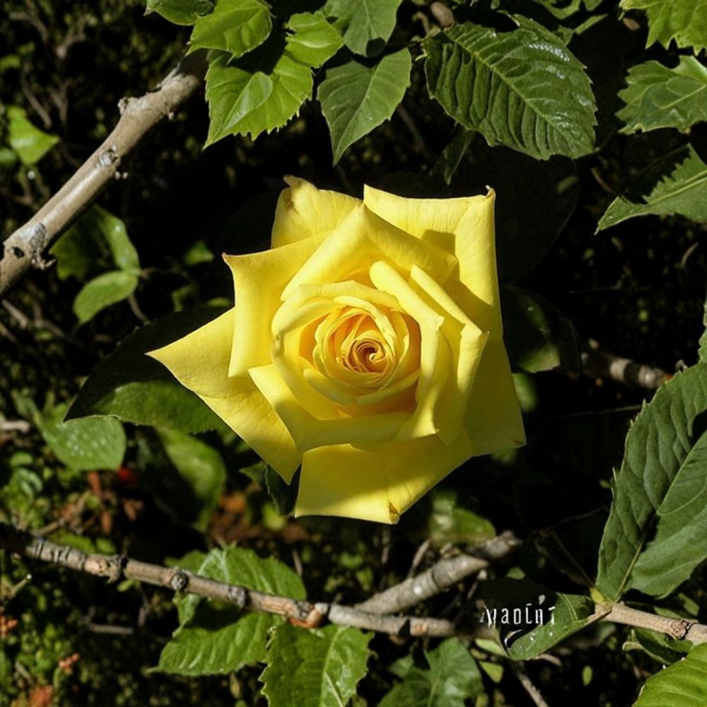 Canary Diamond Hybrid Tea Rose – Live Bare Root Rose Bush | Yellow Flowering Perennial Garden Rose