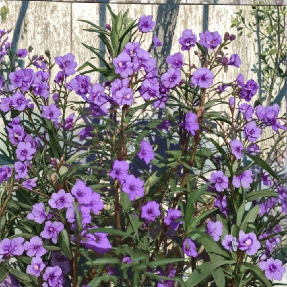 Purple Mexican Petunia – 9 Live Rooted Perennial Plants | Ruellia simplex | Fast-Growing Flowering Garden Plant | Easy to Grow