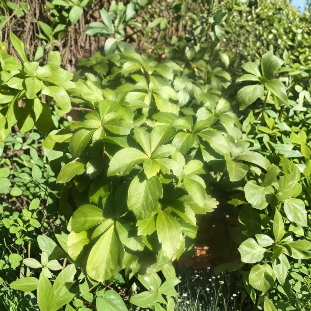 Green Carpet Pachysandra – Pachysandra terminalis Live Bare Root Plants | 110+ Plants | Evergreen Shade Ground Cover