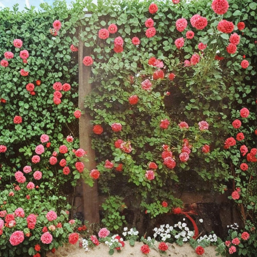 Climbing America Rose – Rosa Hybrid Live Plant | 5 Gallon Climbing Rose | Salmon Pink Blooms | Vigorous Flowering Vine Rose | One-Year-Old Field Grown Plant