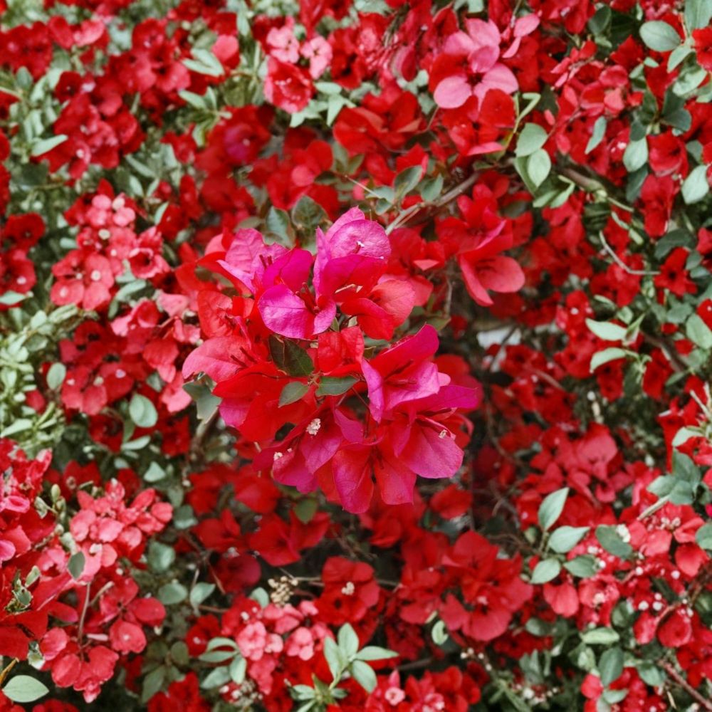 San Diego Red Bougainvillea – Live Rooted Starter Plant | Tropical Flowering Vine | Shipped in 3-Inch Pot