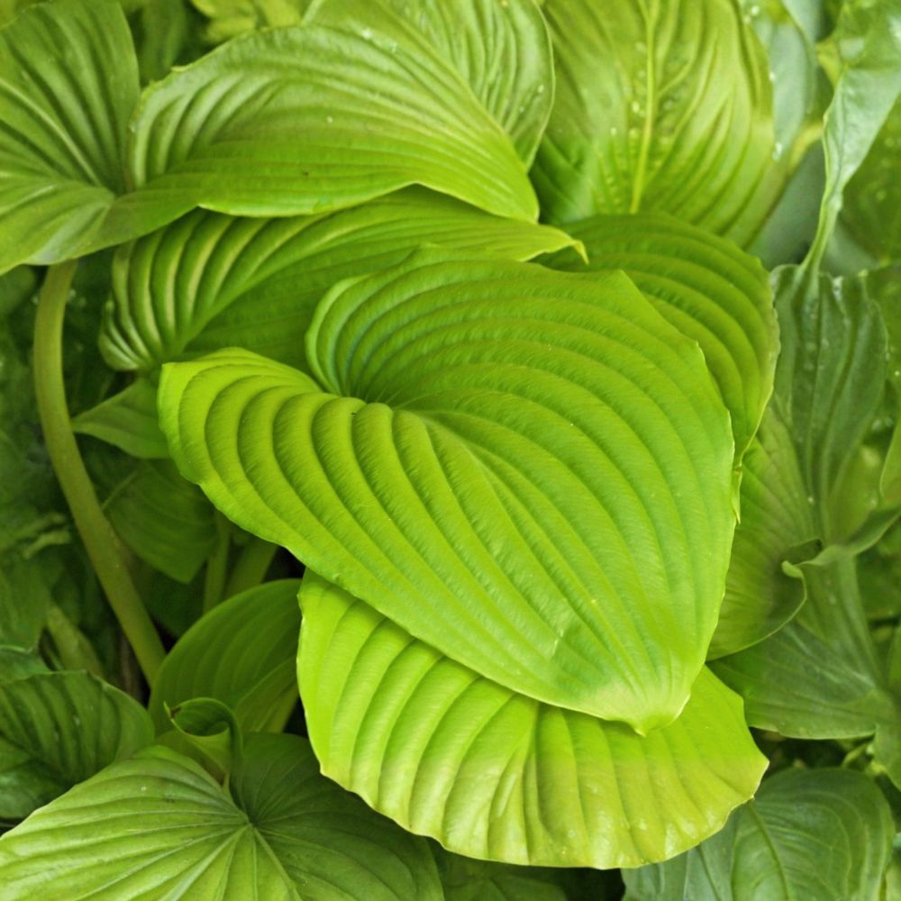 Hosta 'Sum and Substance' – 3 Bare Root Plants | Giant Chartreuse Shade Perennial | Lavender Summer Blooms