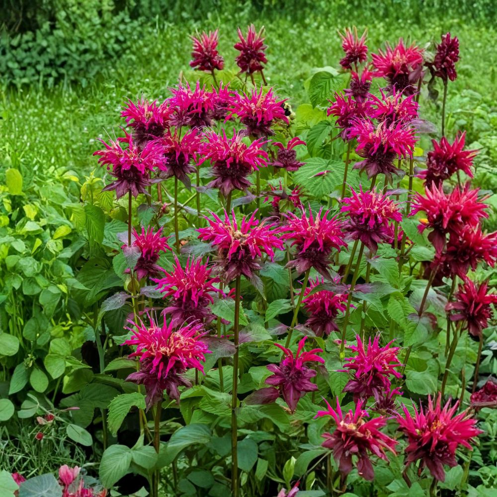 Bee Balm Balmy Purple – 2 Live Potted Plants | Monarda 'Balmy Purple' | Compact Pollinator Perennial