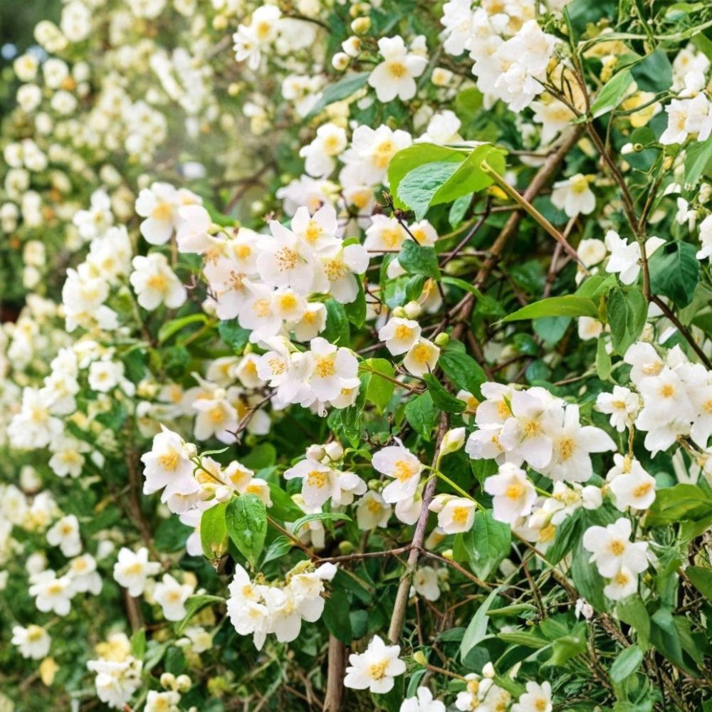 Sweet Mock Orange – 3 Live Bare Root Starter Plants | Philadelphus coronarius | 12–24 Inches Tall | Fragrant Flowering Shrub | Easy to Grow
