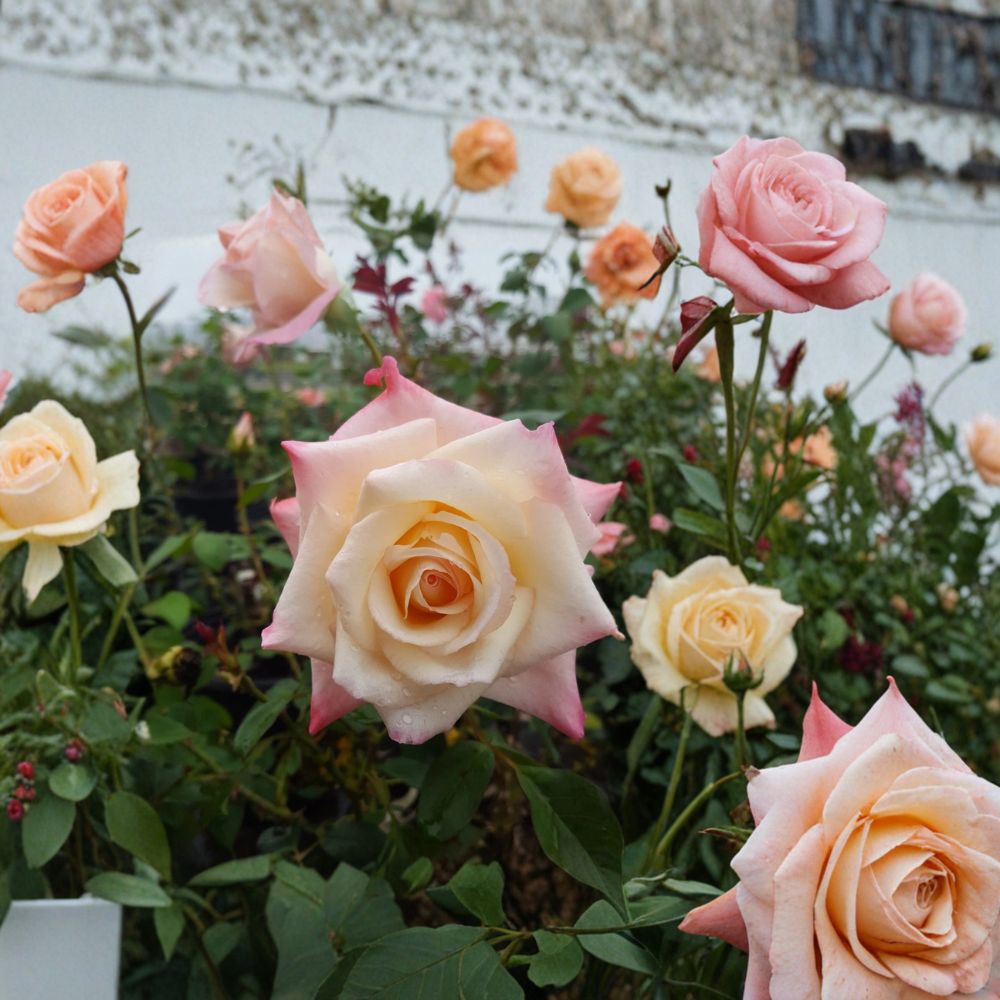 Peace Rose – Rosa Hybrid Tea Live Plant | 3 Gallon Rose Bush | Yellow Blend Blooms | Classic Garden Rose | Two-Year-Old Field Grown Plant