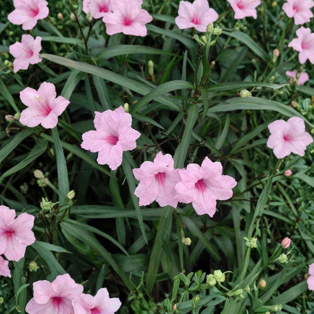 10 Pink Mexican Petunia Live Plants | Rooted in Pot | Ruellia simplex | Hardy Flowering Perennial | Ready to Grow