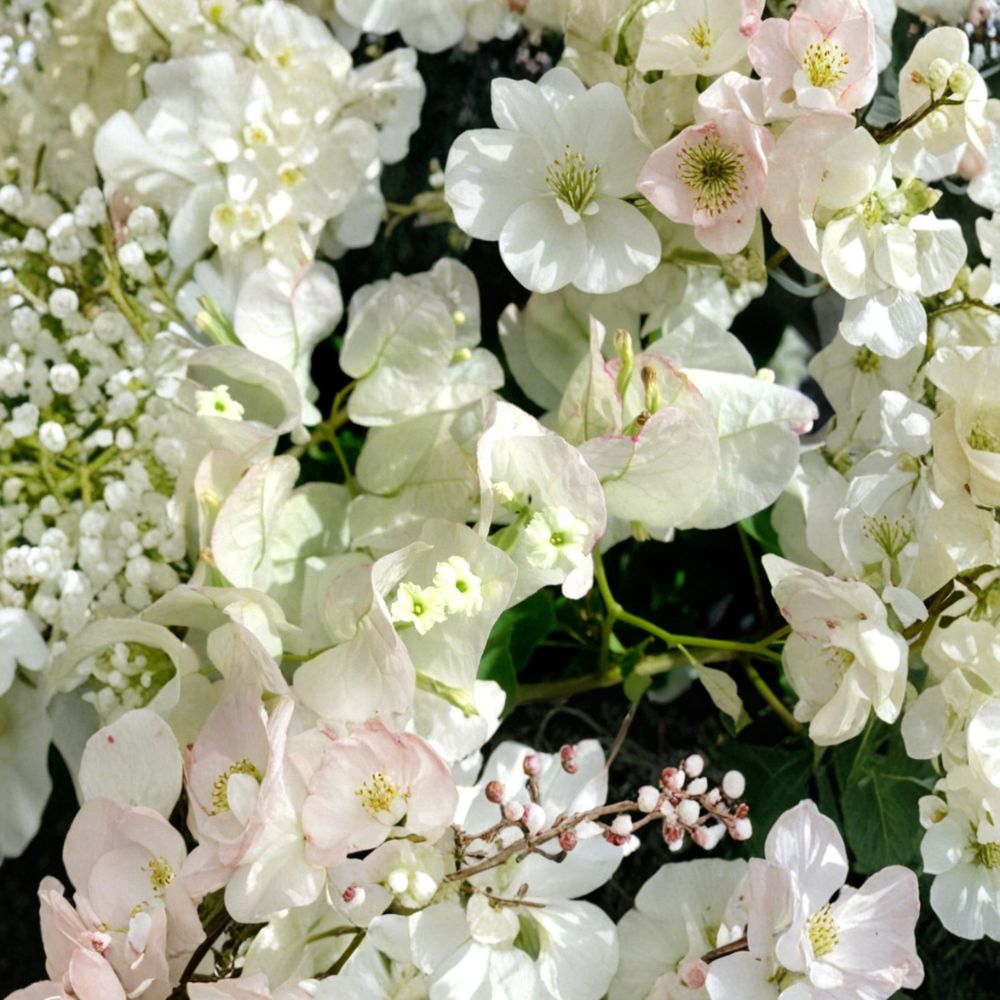 Seafoam Bougainvillea – Bougainvillea Live Starter Plant | Well-Rooted in Pot | White Tropical Flowering Vine