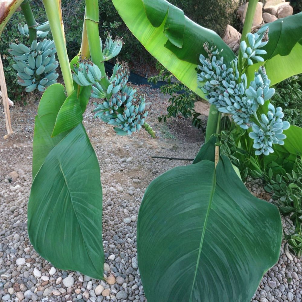 Ice Cream Banana (Blue Java) – Live Well-Rooted Starter Plant | Musa 'Blue Java' | Tropical Fruit Tree | Ships in Pot
