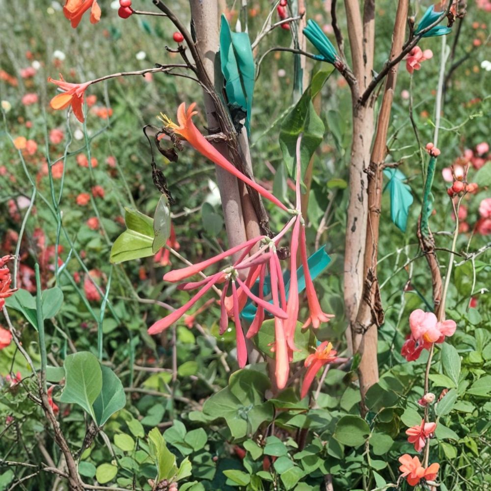 Coral Honeysuckle – Lonicera sempervirens Live Plant | 1 Gallon Size | Fragrant Flowering Vine | Hummingbird Attracting Plant | Easy to Grow Climber