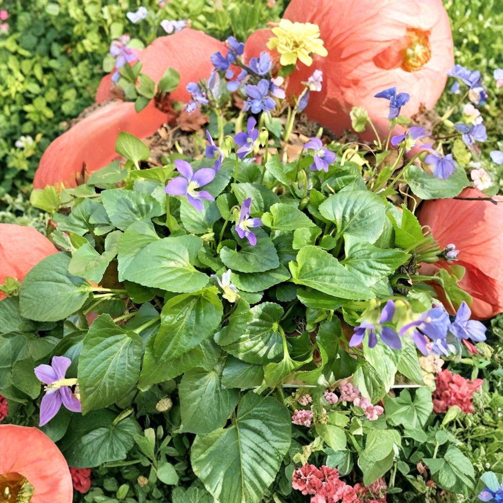 Purple Wild Violets – 20 Live Bare Root Starter Plants | Viola sororia | Perennial Ground Cover Flowers