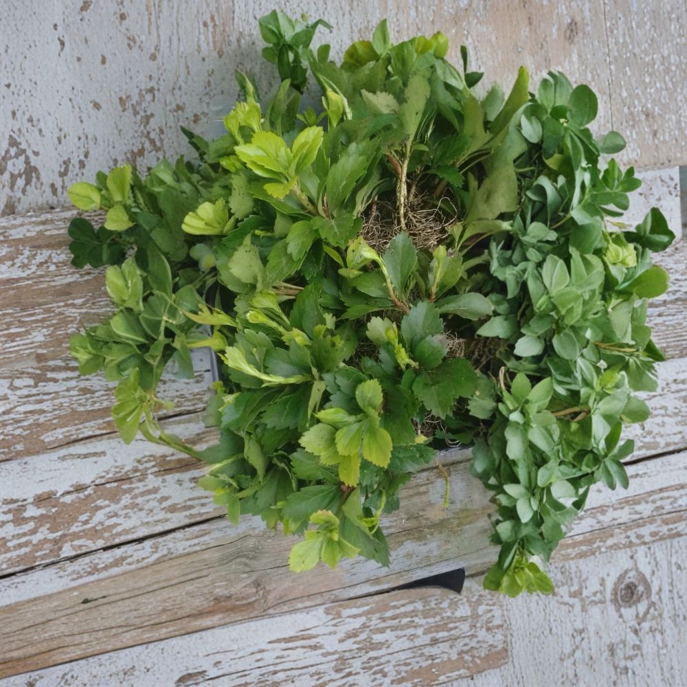 Pachysandra 'Green Carpet' – 100 Live Bare Root Plants | Pachysandra terminalis | Evergreen Ground Cover | Shade Loving | Deer Resistant