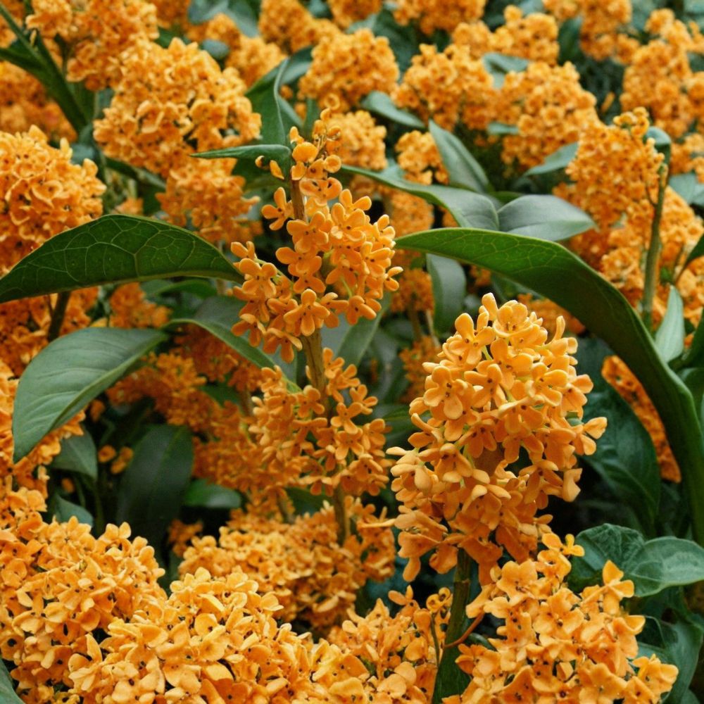 Apricot Echo Sweet Olive – Osmanthus fragrans Live Starter Plant | Rooted in Nursery Pot | Fragrant Evergreen Shrub | Tea & Garden Favorite