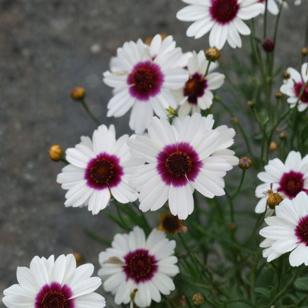 Coreopsis 'Ice Wine' – Coreopsis SATIN & LACE™ Series Live Starter Plant | 2.5 Inch Pot | Free Shipping | Hardy Perennial | Pollinator Friendly