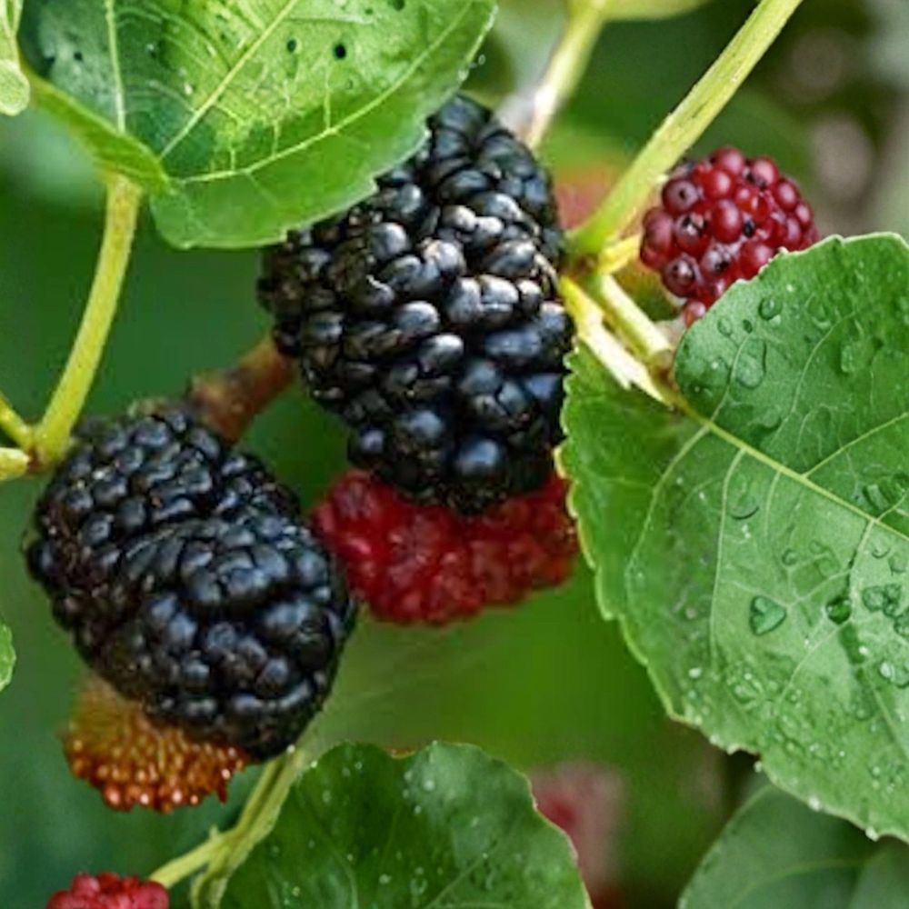 Dwarf Everbearing Mulberry – Morus sp. Live Bare Root Starter Tree | 3–4 Inches Tall | Self-Pollinating Fruit Tree | Easy to Grow
