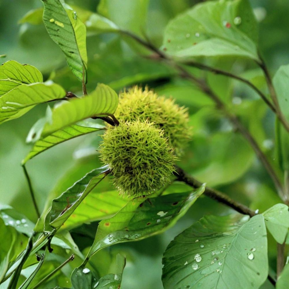 Chinese Chestnut Tree – Castanea mollissima Live Bare Root | 2–3 Feet Tall | Hardy Edible Nut Tree | Backyard Orchard & Wildlife Friendly