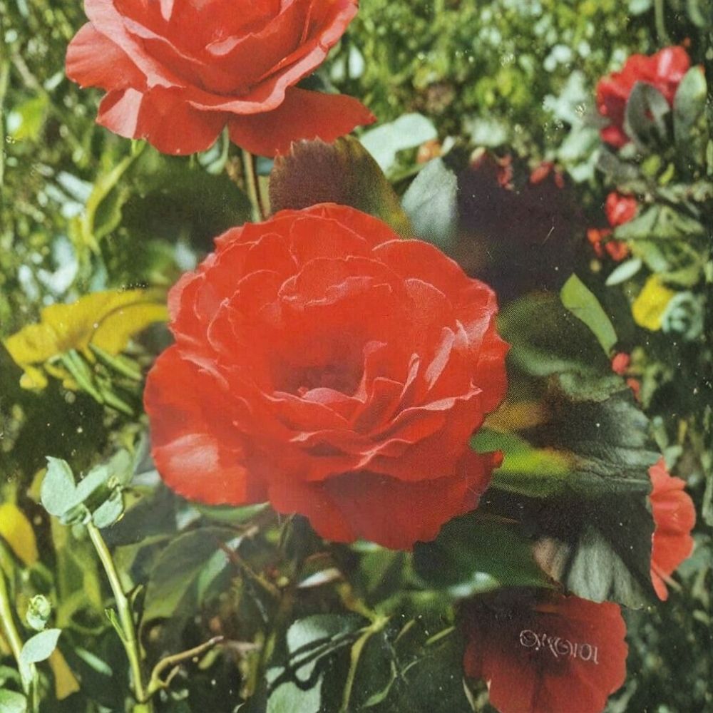 Impatient Floribunda Rose – Rosa Hybrid Live Plant | 1 Gallon Rose Bush | Orange Red Blooms | Floriferous Garden Rose | One-Year-Old Field Grown Plant
