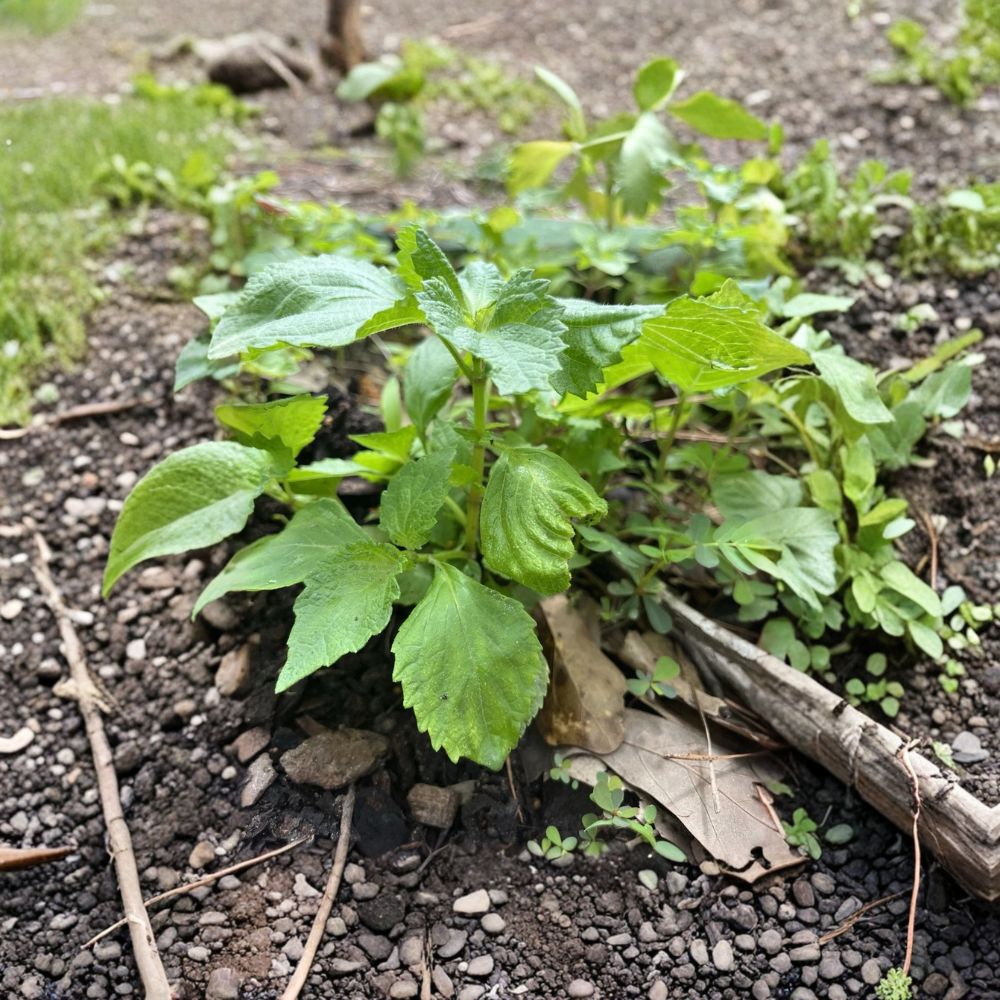 Green Shiso – Perilla frutescens Live Bare Root Plants | Set of 10 | Japanese Perilla (Tía Tô) | Fast Growing Culinary Herb