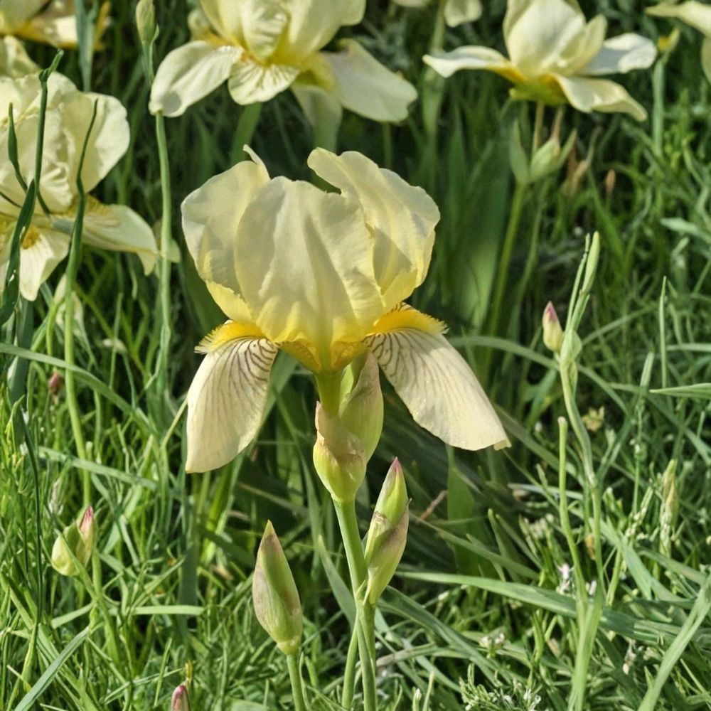 Yellow Bearded Iris – Iris germanica Live Rhizome | Fresh Bare Root Perennial | Spring Blooming Flower | Hardy Garden Favorite