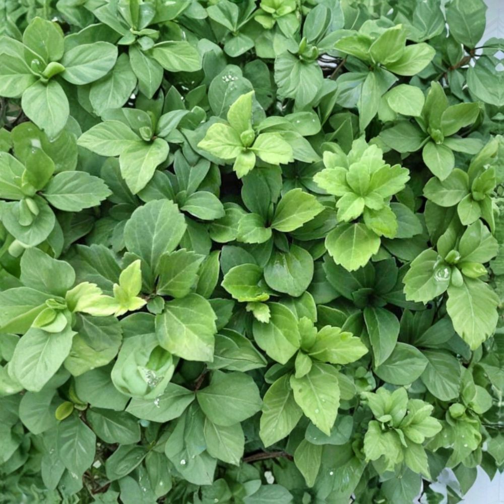 Pachysandra Terminalis – 100 Live Bare Root Plants | Evergreen Ground Cover | Shade Loving Perennial | Deer Resistant Landscape Starter