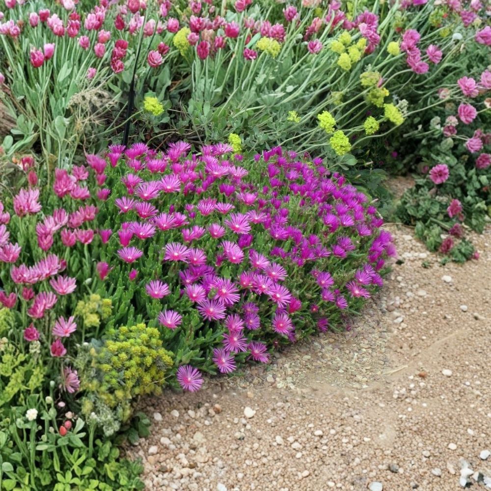 Hardy Ice Plant – Delosperma cooperi Live Plant | 1 Gallon Pot | Fully Rooted | Drought-Tolerant Groundcover Succulent