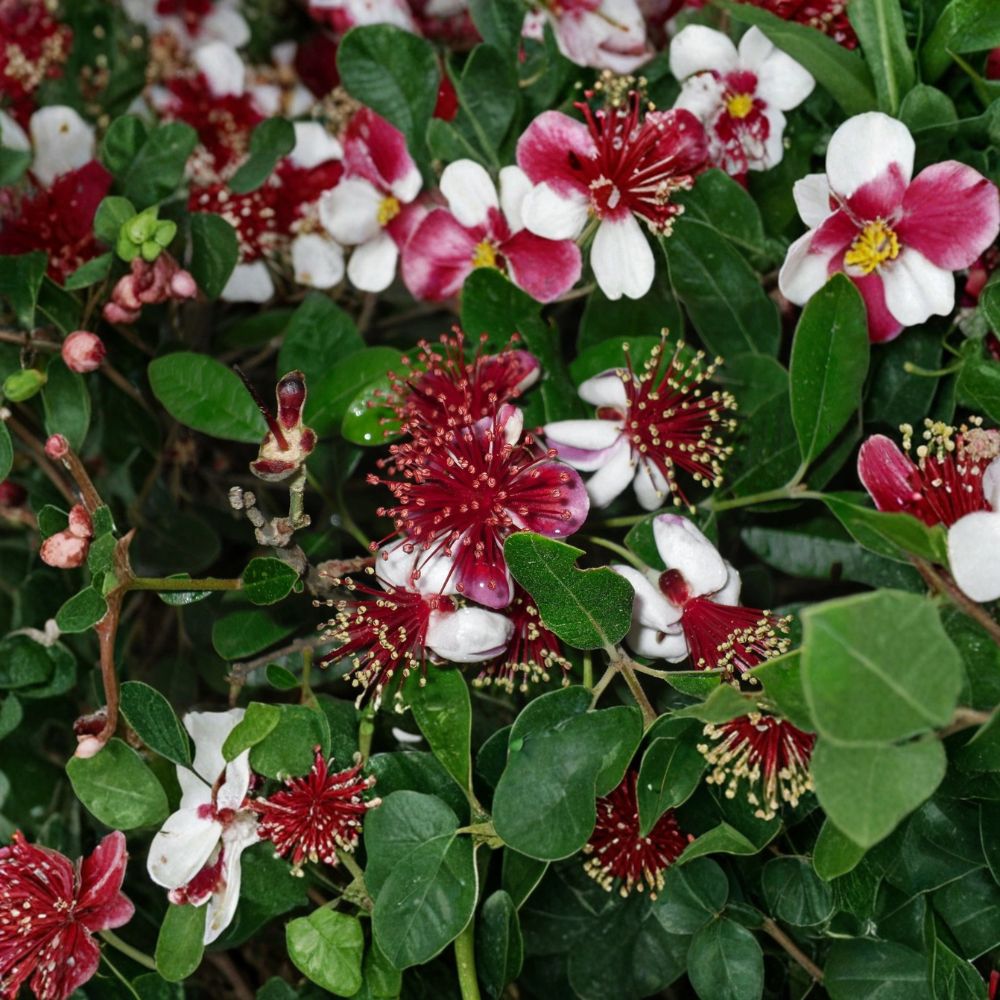 Pineapple Guava – Feijoa sellowiana Live Starter Plant | Well-Rooted in Nursery Pot | Sweet Tropical Fruit Tree | Evergreen Patio & Garden Plant