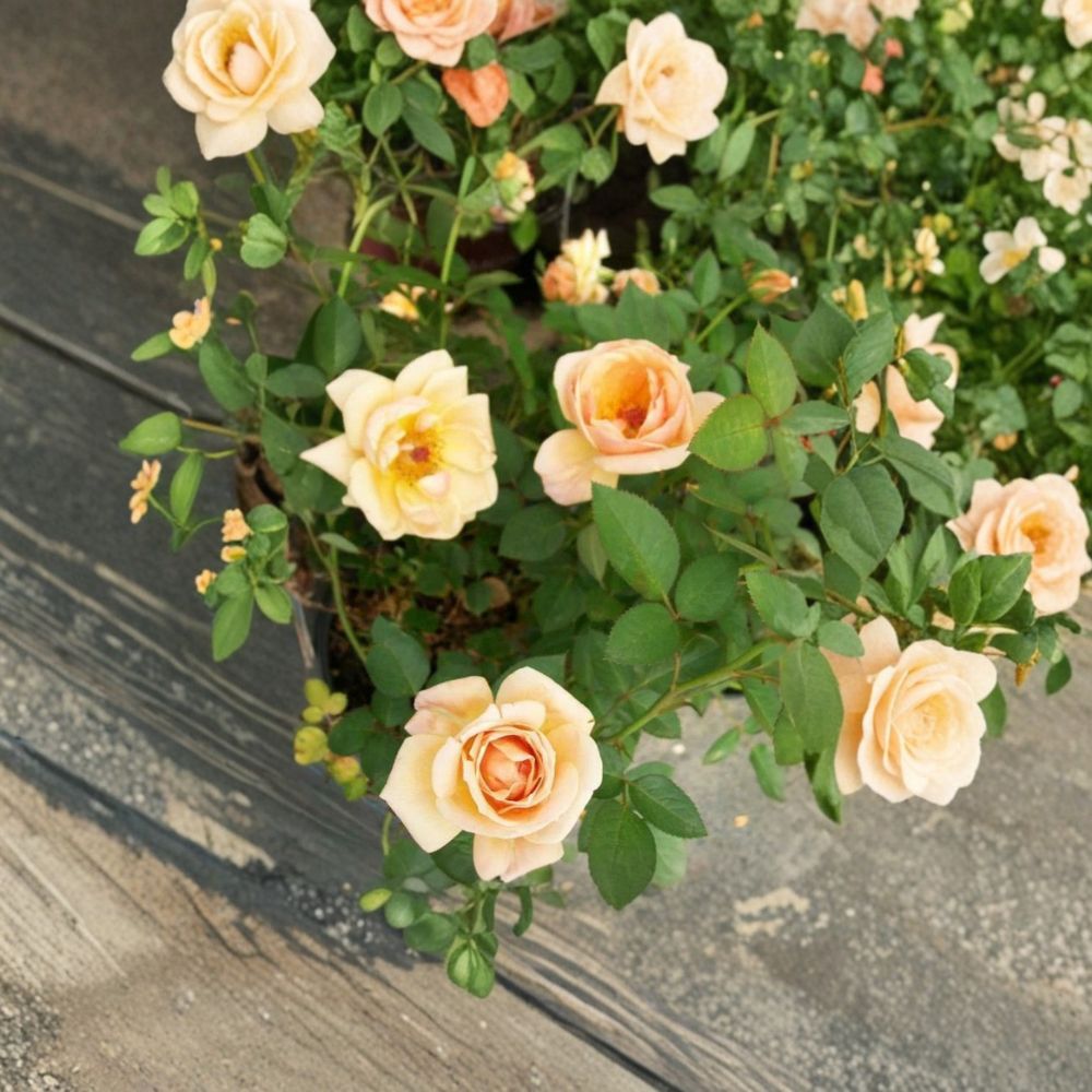 Southern Peach Apricot Rose – Yellow Live Bush Plant | 5 Gallon Size | Miniature Rose Shrub | Peach Apricot Blooms | Easy to Grow Garden Rose