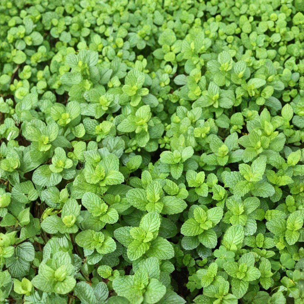 Spearmint Mint Cuttings – Mentha spicata Live Unrooted Cuttings | 6 Organic Mint Cuttings for Rooting | Culinary Herb Starter | Easy to Grow