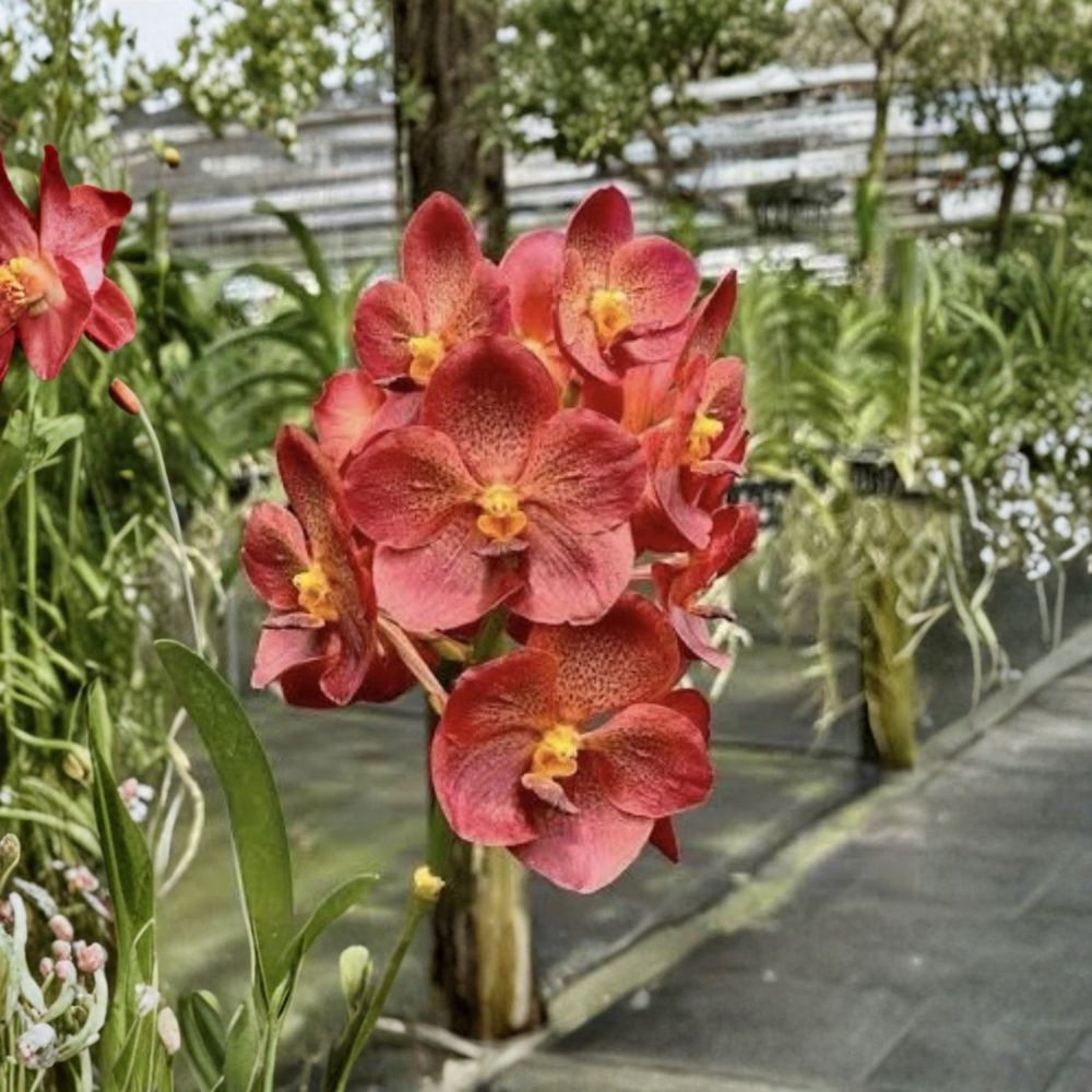Vanda Predo Bonettl Jairak – Vanda Live Orchid | 3–5 Inch Young Plant | Bare Root | Fragrant Tropical Orchid