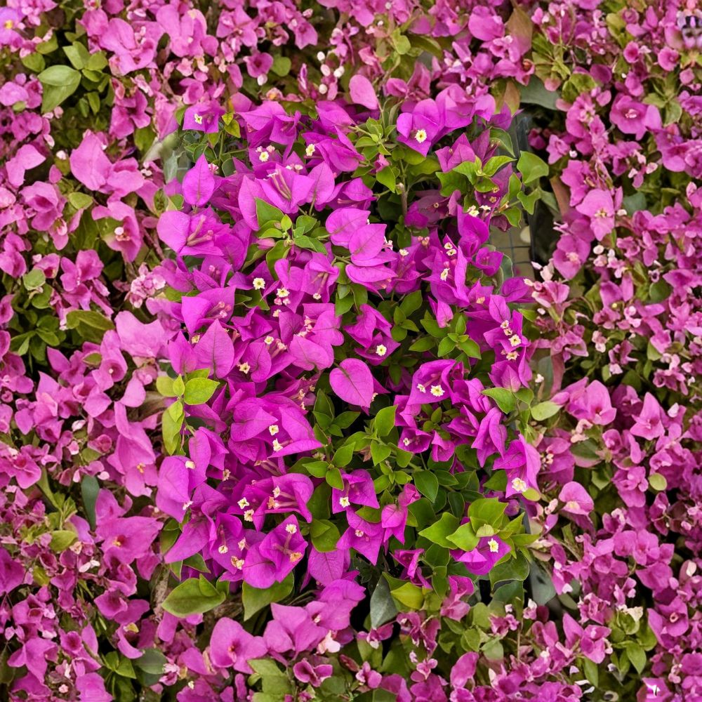 Royale Purple Bougainvillea – Bougainvillea Live Starter Plant | Well-Rooted Plug in 3-Inch Pot | Tropical Flowering Vine | Patio & Garden Favorite