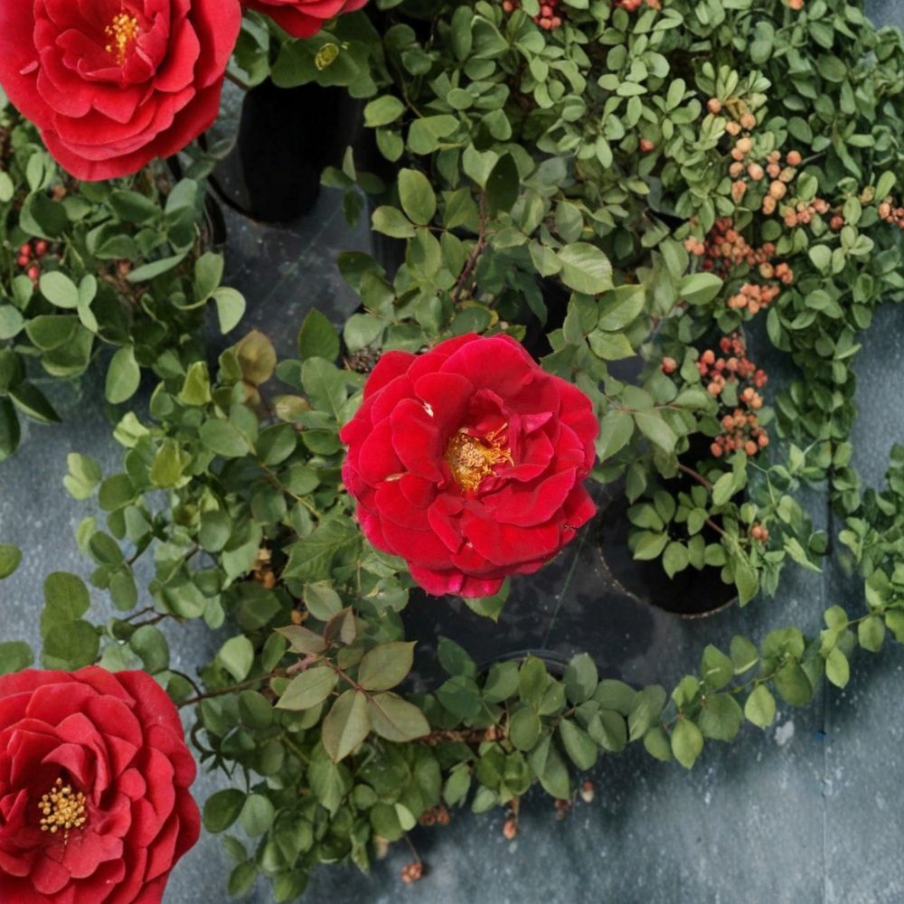 Mr. Lincoln Rose – Rosa Hybrid Tea Live Plant | 2 Gallon Rose Bush | Deep Red Fragrant Blooms | Classic Garden Rose | Two-Year-Old Field Grown Plant