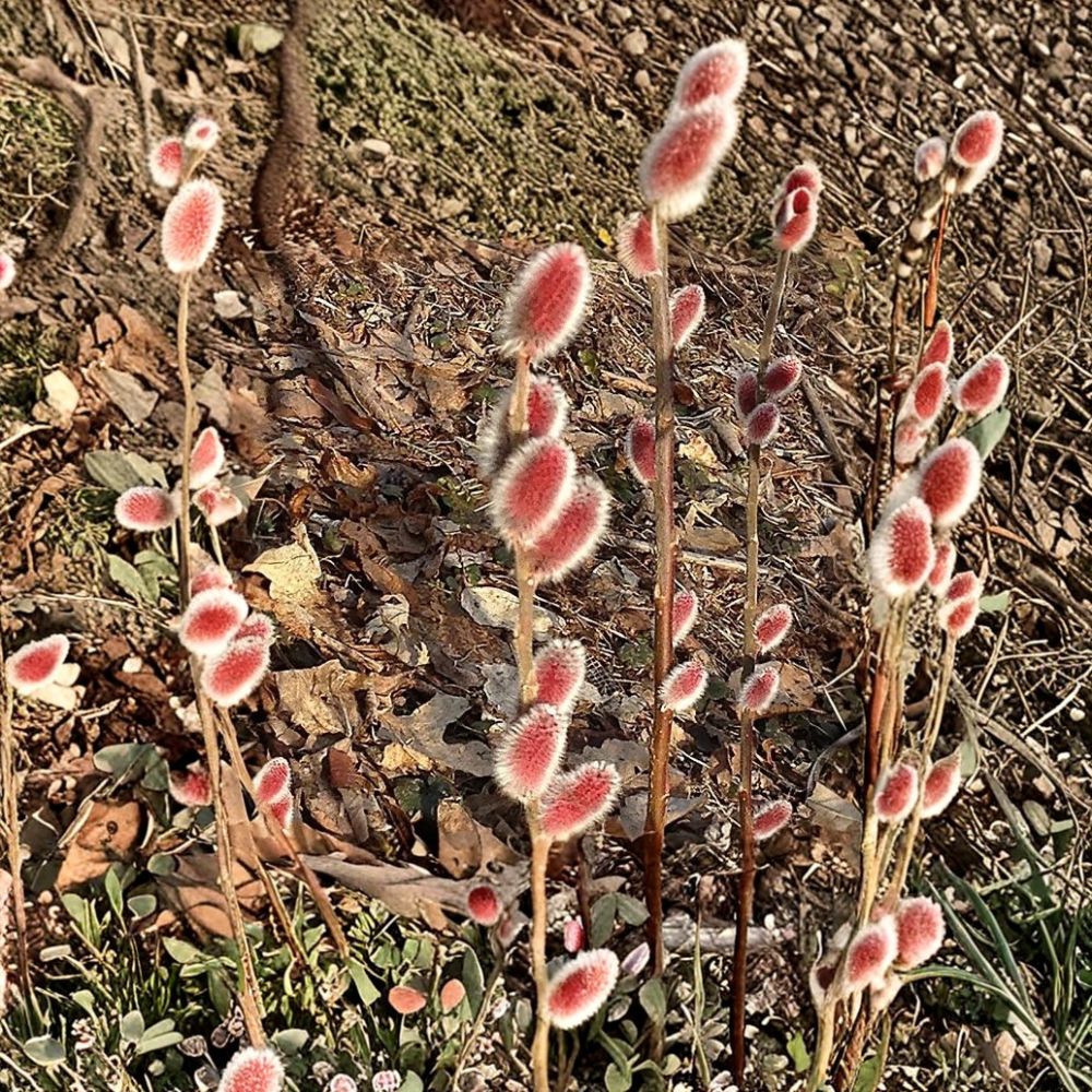 French Pussy Willow – 10 Fresh Unrooted Cuttings | Easy to Root | Fast Growing Willow | Hedge & Landscape Starter