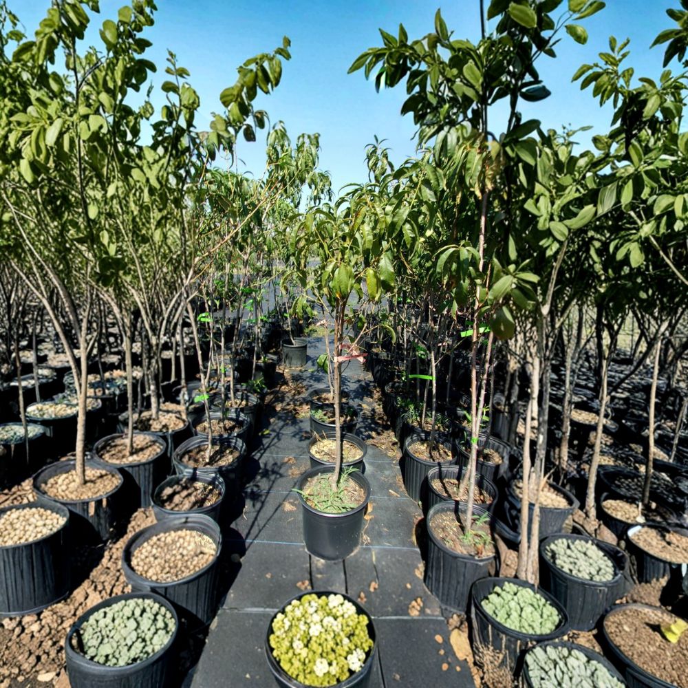August Lady Peach Tree – Prunus persica Live Fruit Tree | 4–6 Feet Tall | Sweet Juicy Freestone Peaches | Includes Healthy Root System | Cold Hardy & Easy to Grow