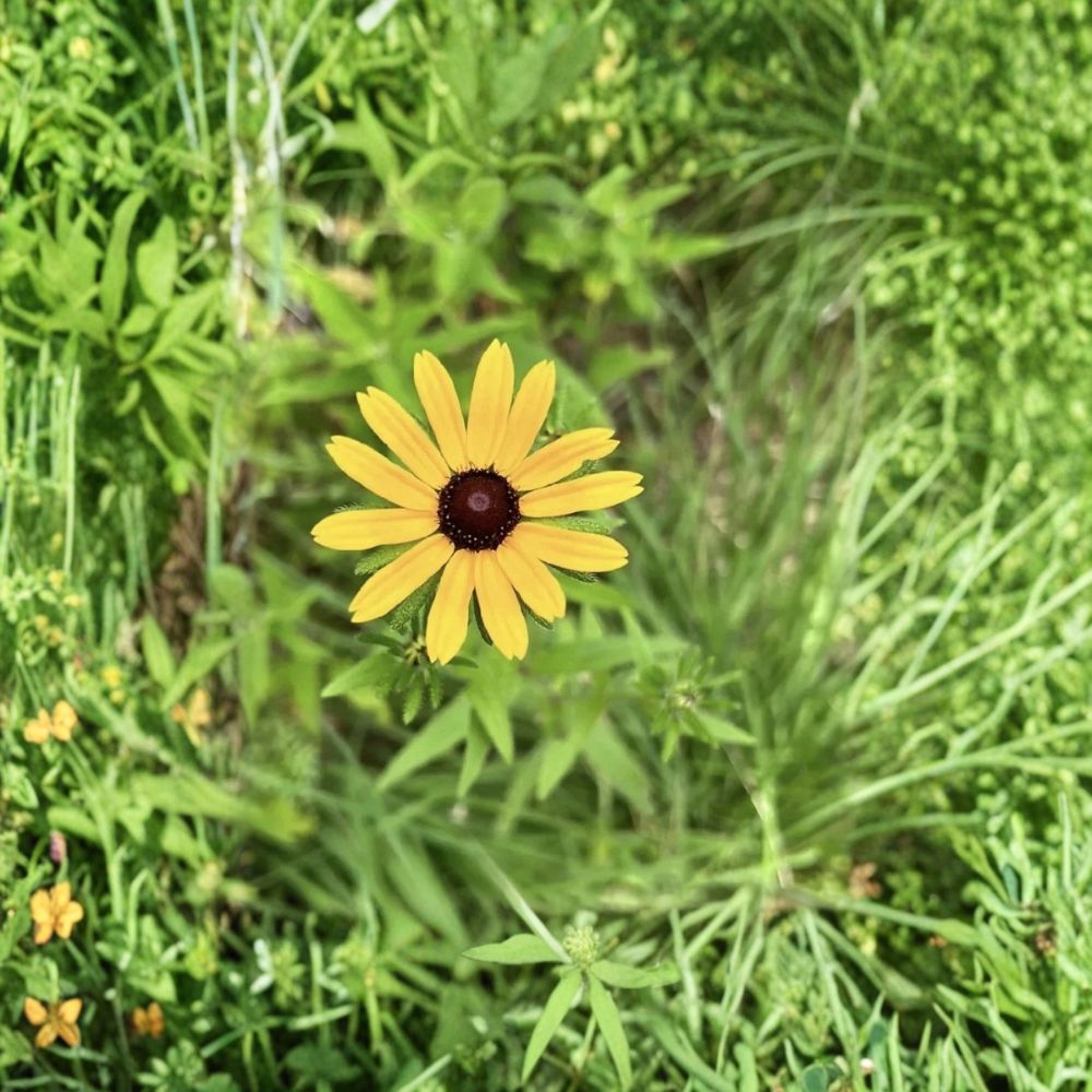 Black Eyed Susan – Live Bare Root Plant | 4–6 Inch Starter | Rudbeckia hirta | Pollinator-Friendly Perennial Flower