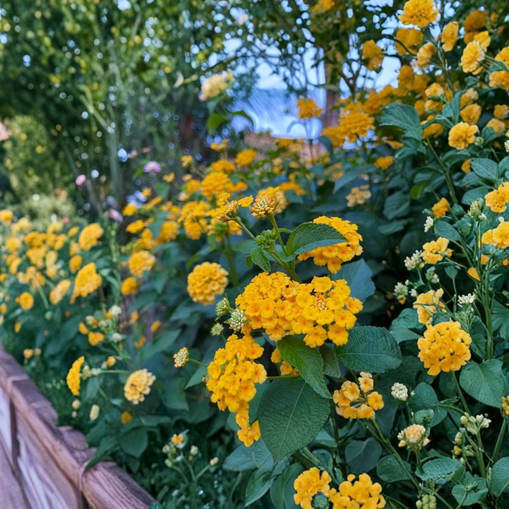 New Gold Lantana – Lantana camara Live Plant | 4-Inch Pot | Fully Rooted | Golden Flowering Groundcover