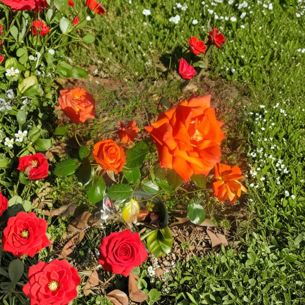 Marina Floribunda Rose – Rosa Hybrid Live Plant | 3 Gallon Rose Bush | Salmon Orange Blooms | Everblooming Garden Rose | Two-Year-Old Field Grown Plant