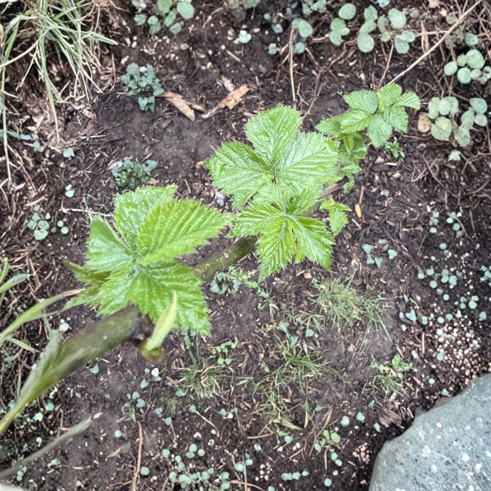 Freedom Thornless Blackberry – 6 Live Root Cuttings | Bare Root | Fast Growing Edible Berry Plant