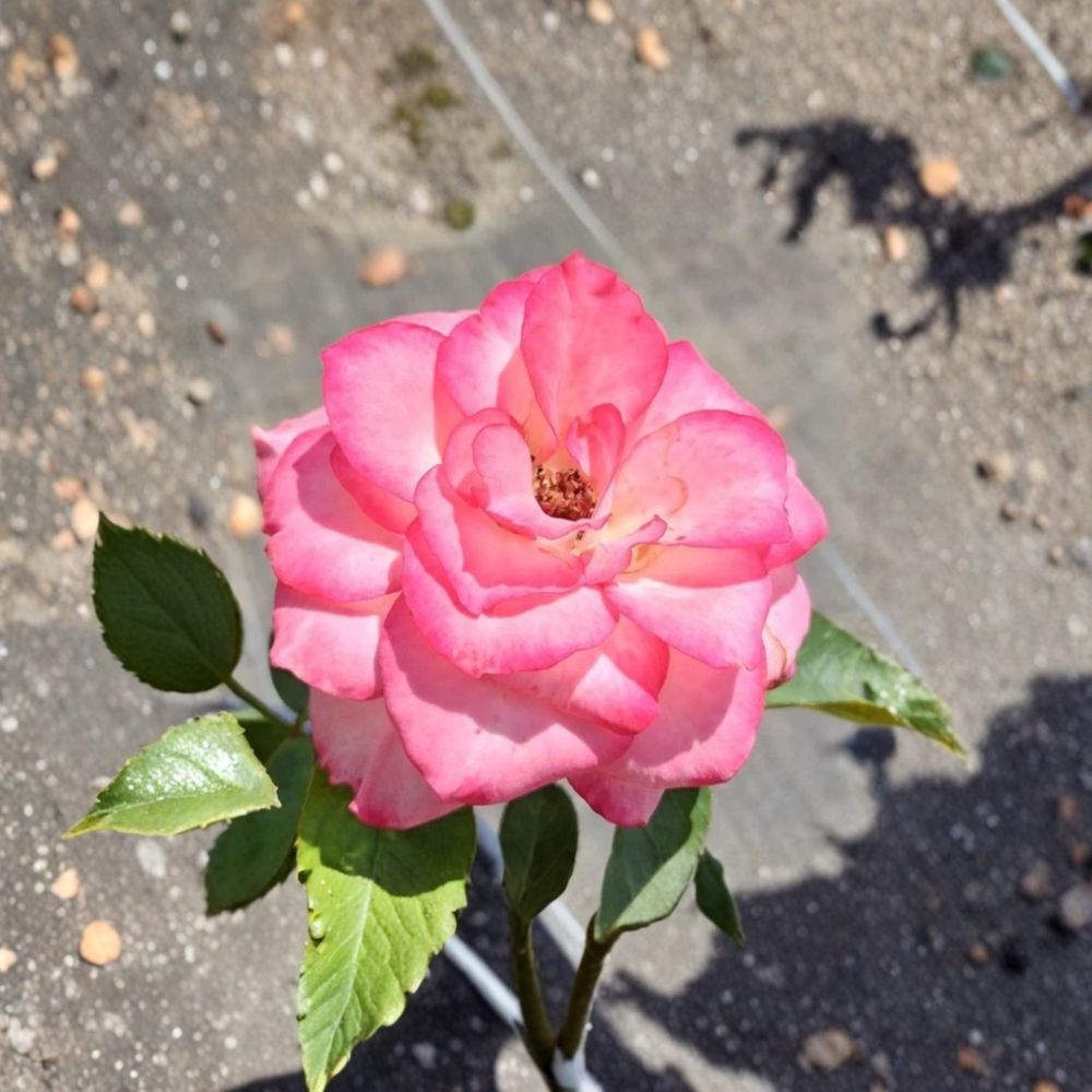 Nicole Floribunda Rose – Rosa Hybrid Live Plant | 5 Gallon Rose Bush | White & Pink Blooms | Everblooming Garden Rose | Two-Year-Old Field Grown Plant