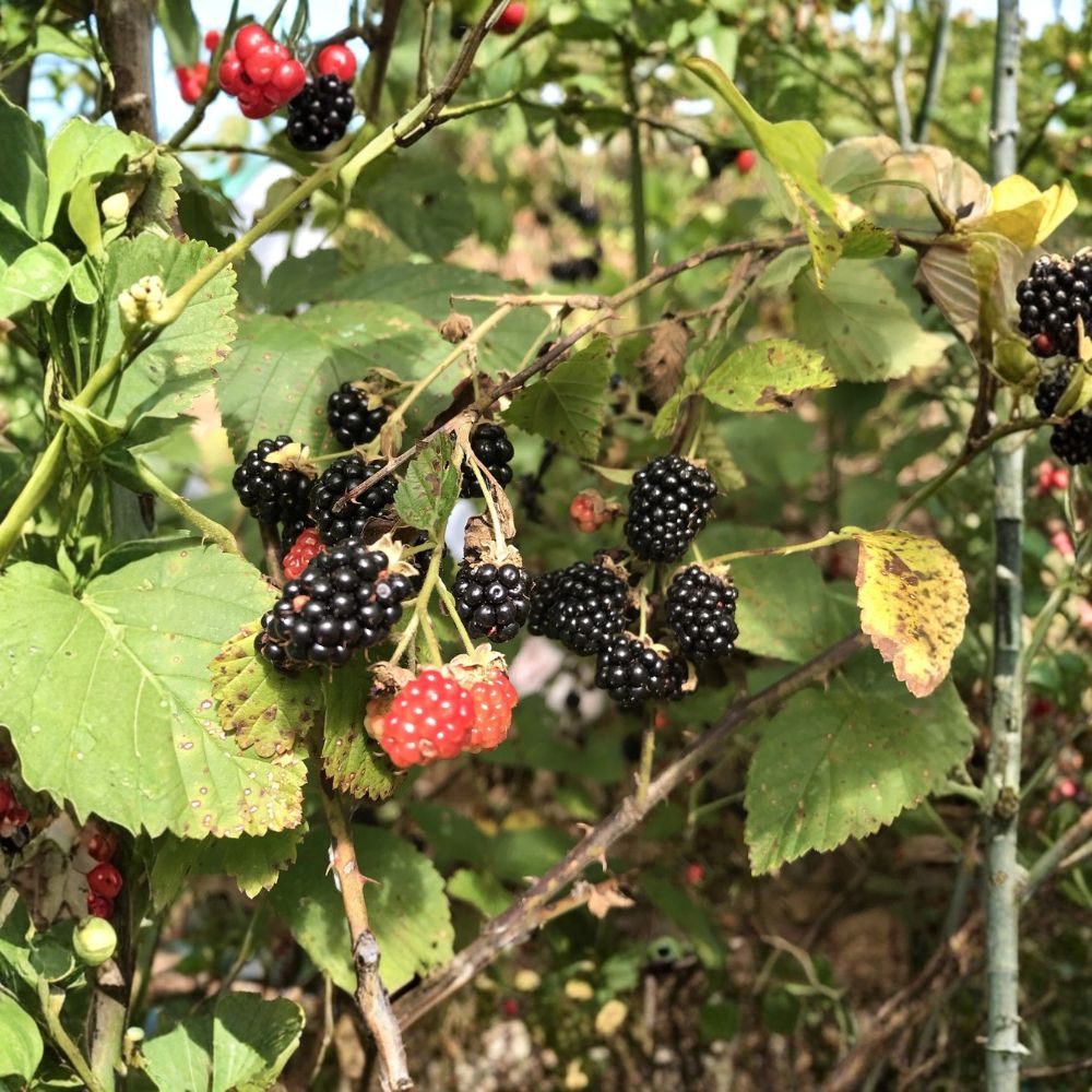 Southern Wild Blackberry – 5 Live Bare Root Starter Plants | 8–10 Inches Tall | Edible Fruit Bush | Fast Growing Garden Favorite