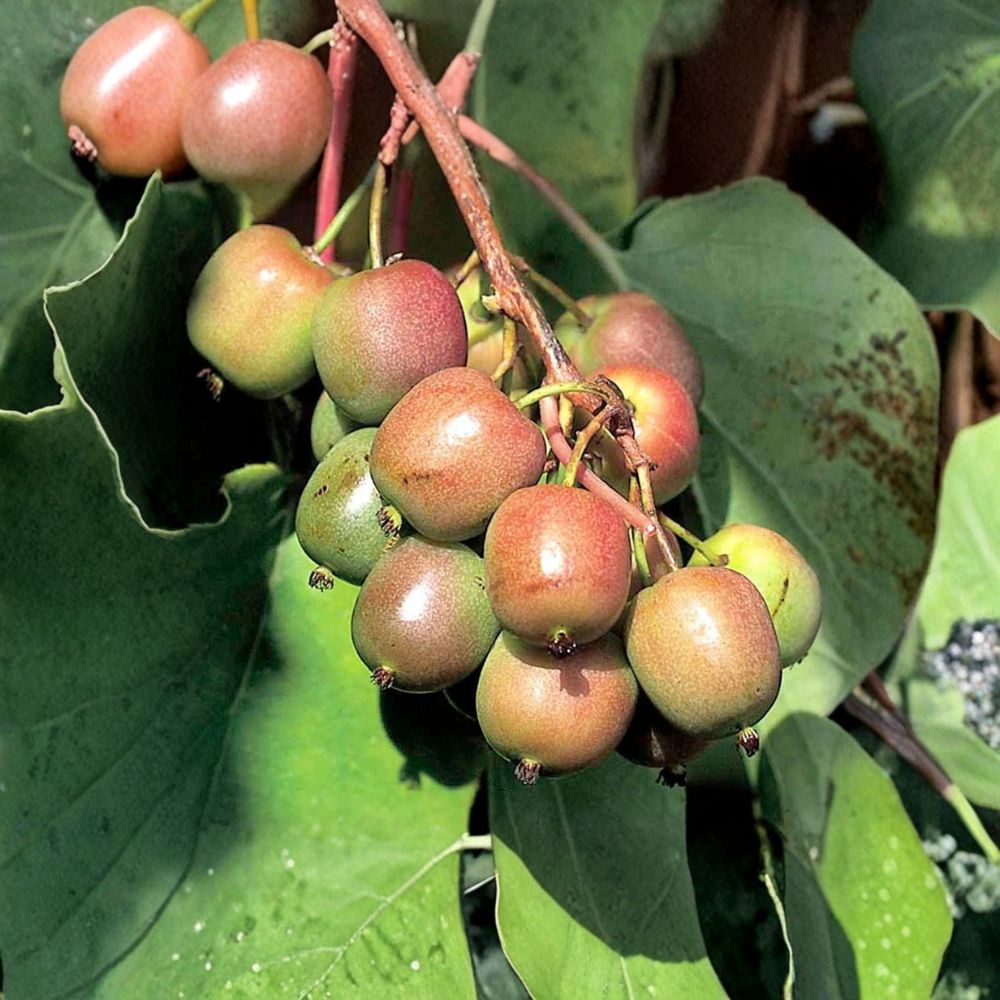 Geneva Hardy Kiwi – Actinidia arguta Live Rooted Starter Plant | Bare Root | Female Fruiting Vine | Zones 4–8 | Fast Growing